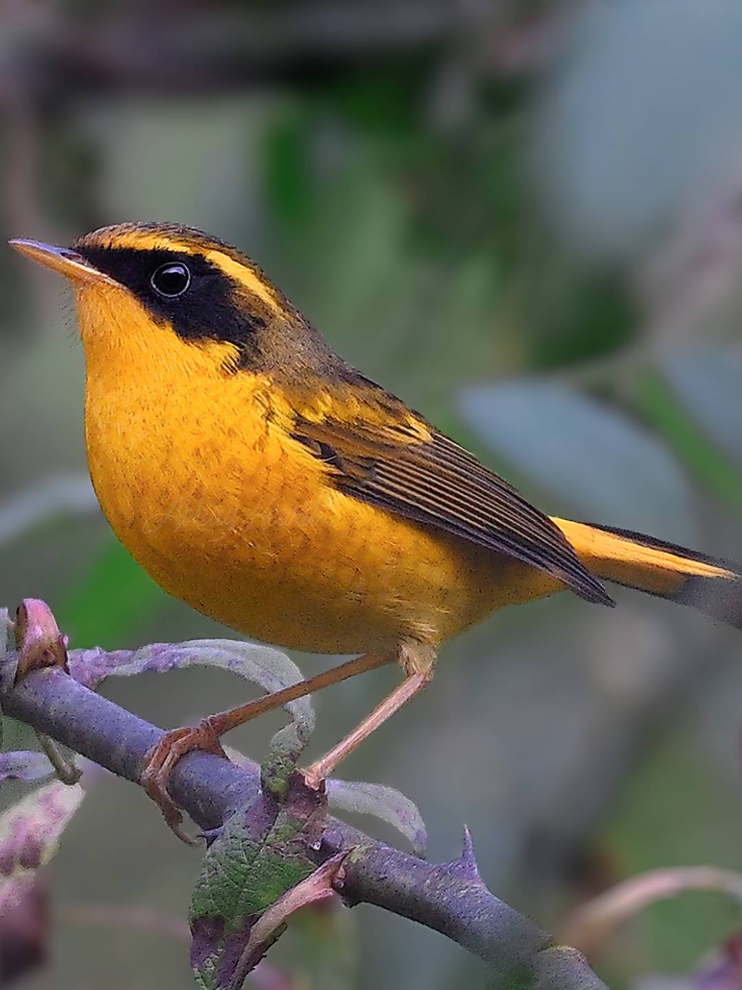 bird-1 (10)
