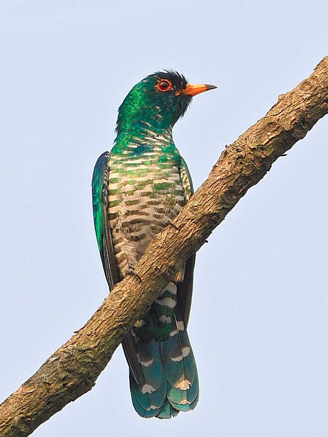 bird-1 (11)