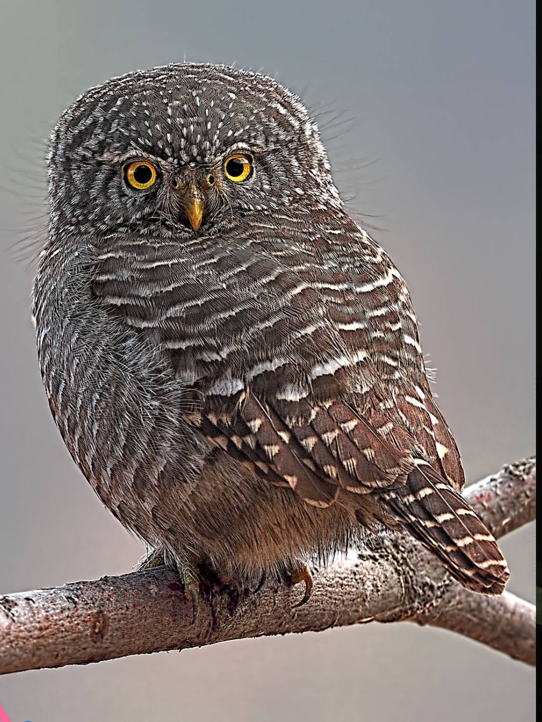 bird-1 (12)