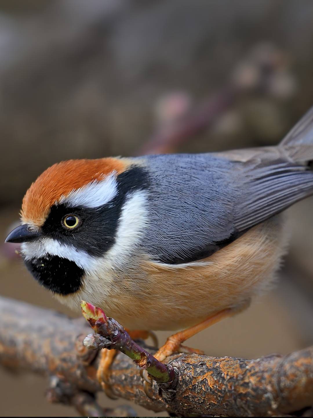 bird-1 (13)