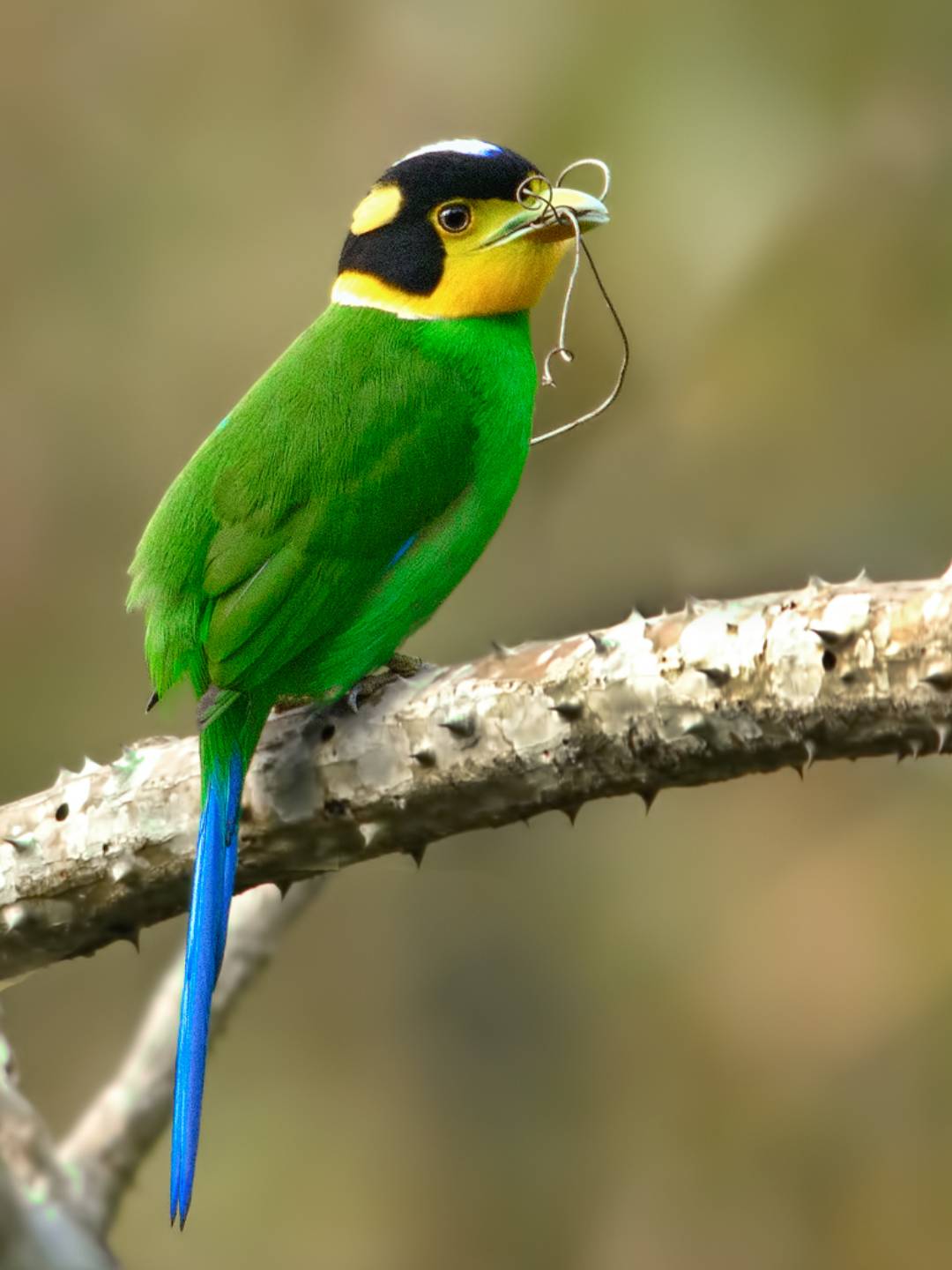 bird-1 (14)