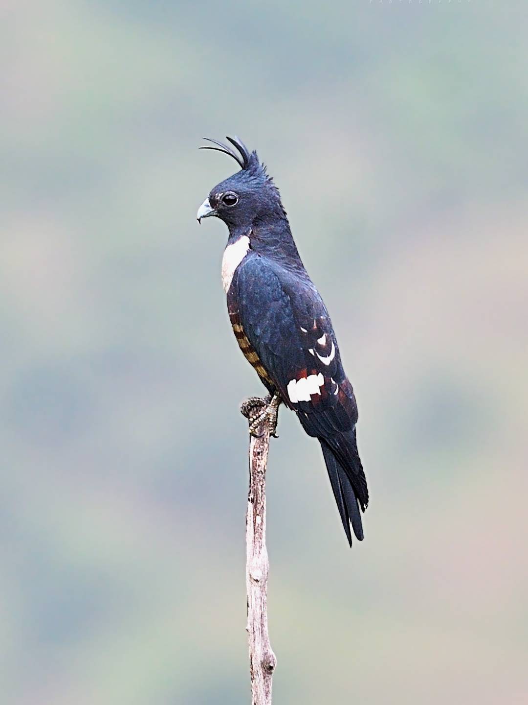 bird-1 (15)