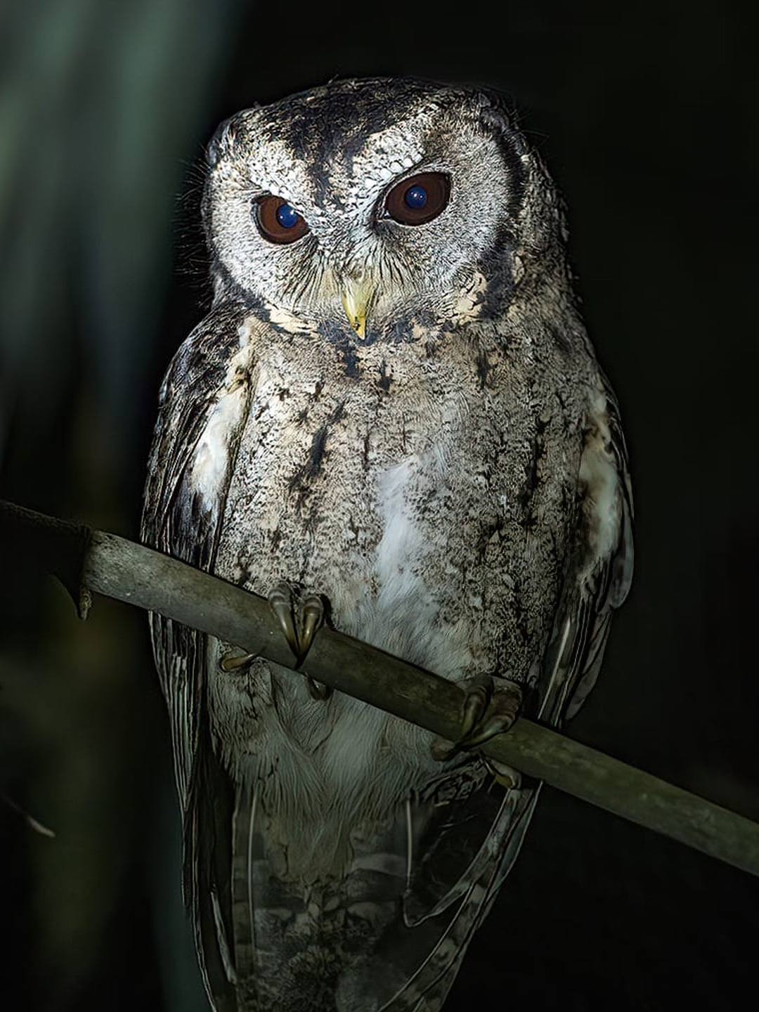 bird-1