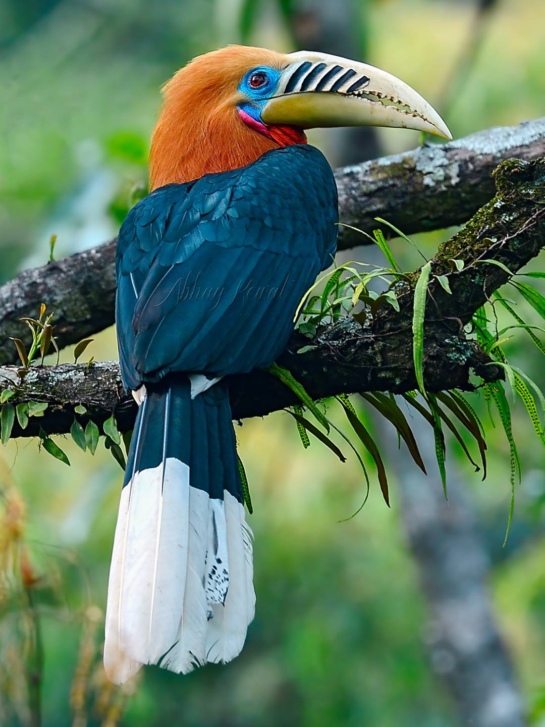 bird-1 (4)