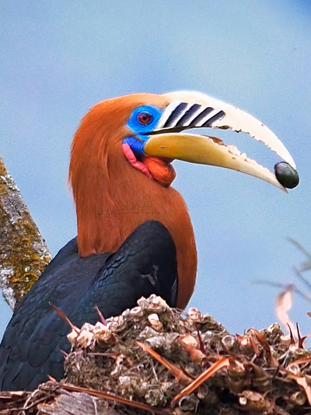 bird-1 (5)