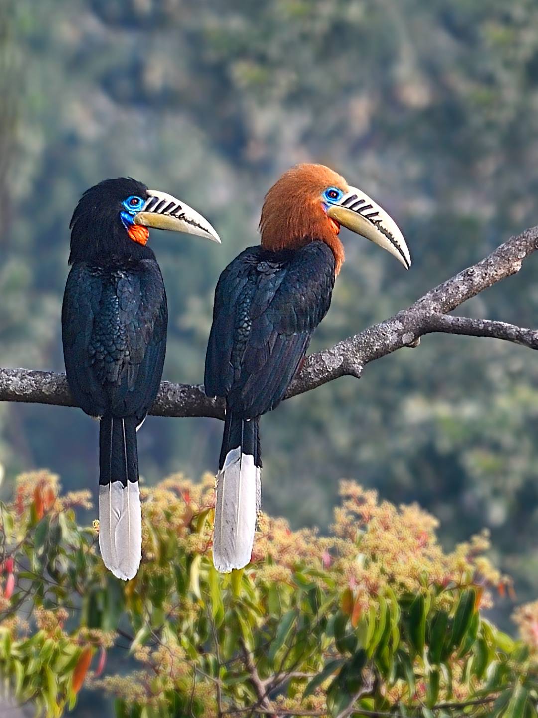 bird-1 (6)