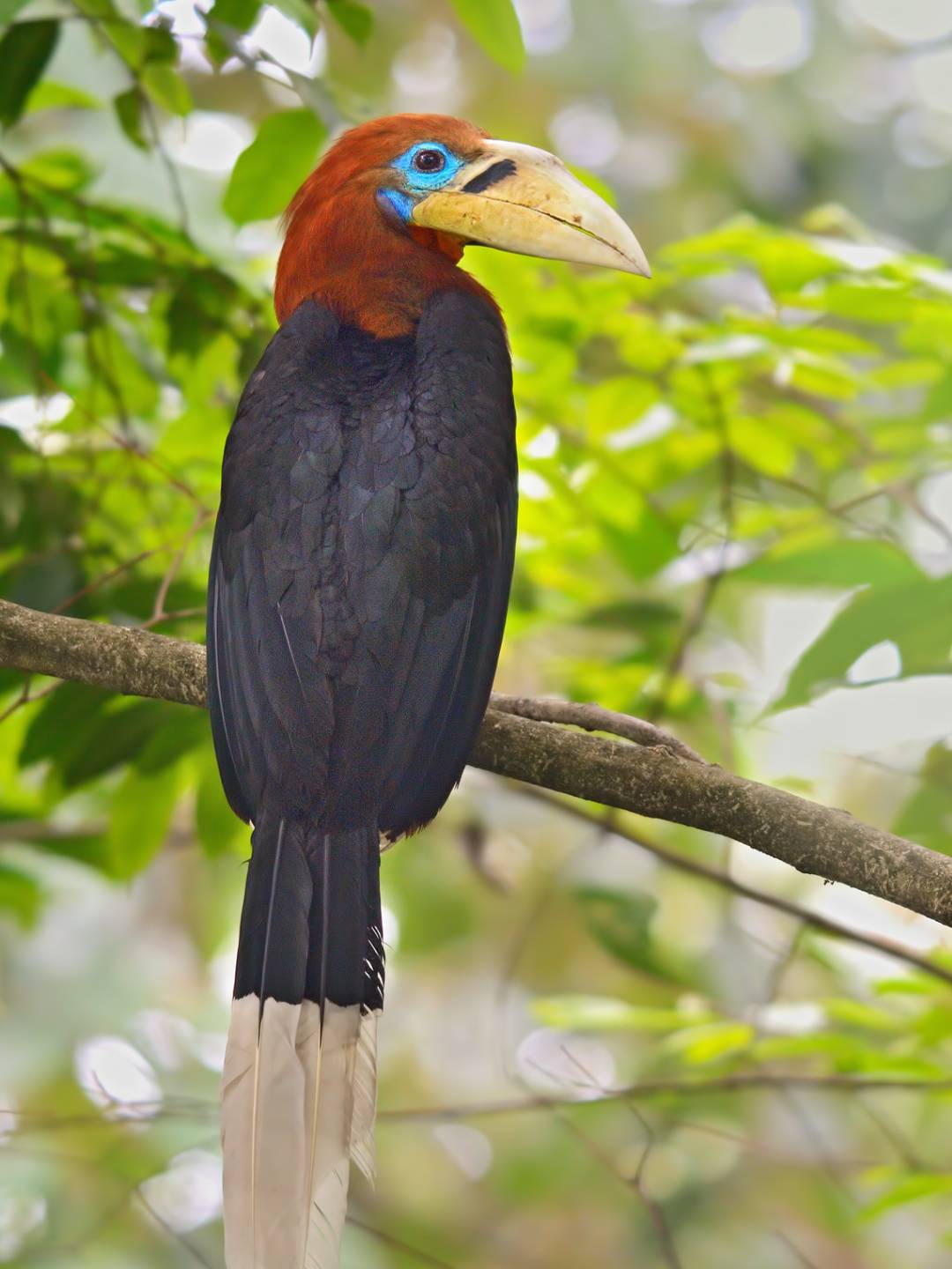 bird-1 (7)