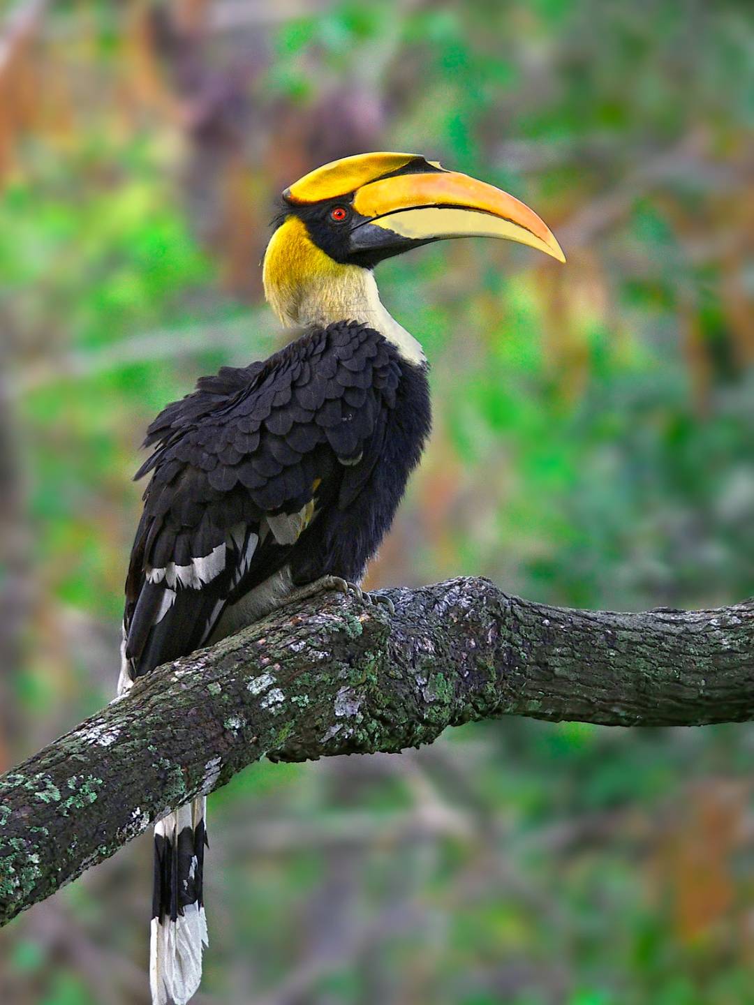 bird-1 (8)