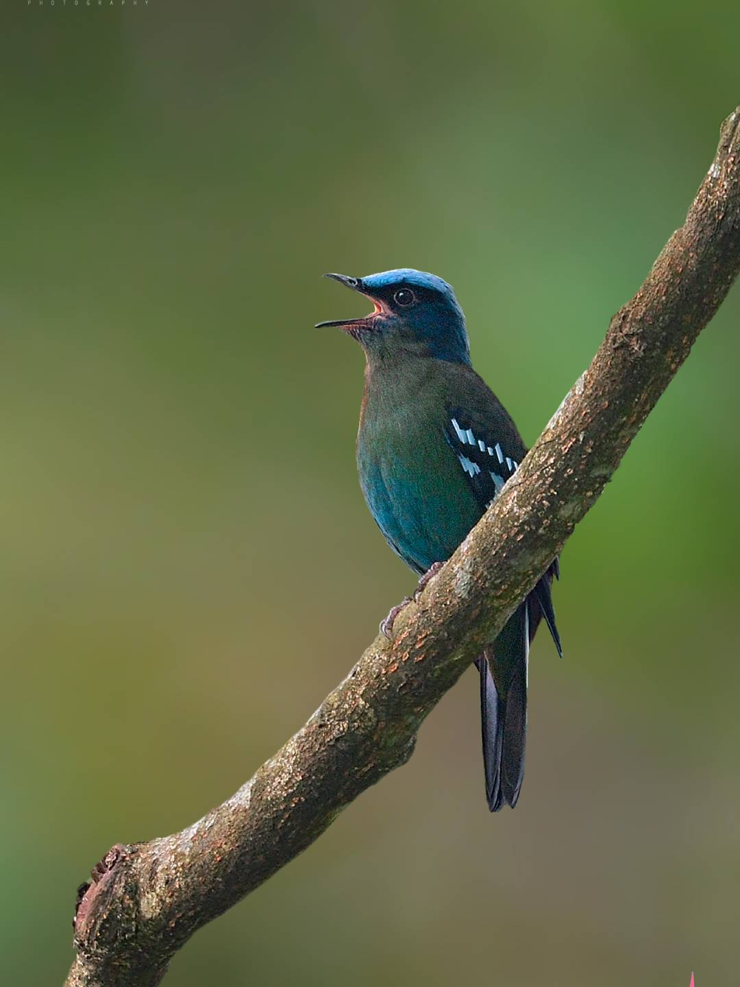 bird-1 (9)