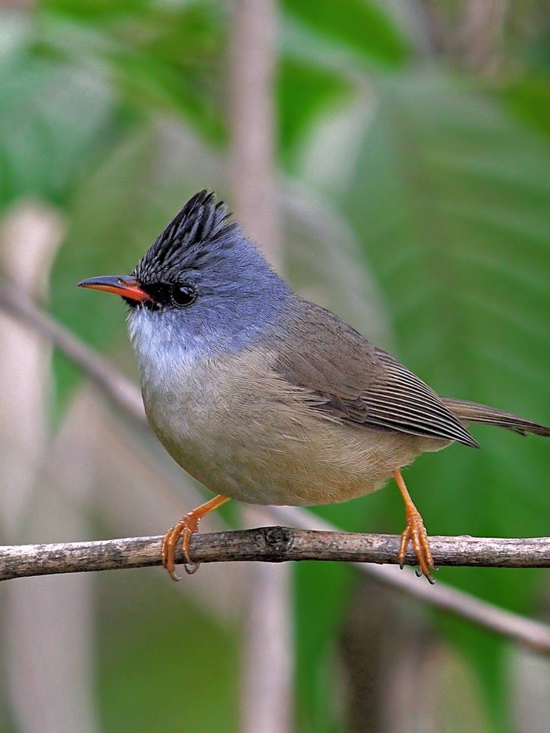bird-1