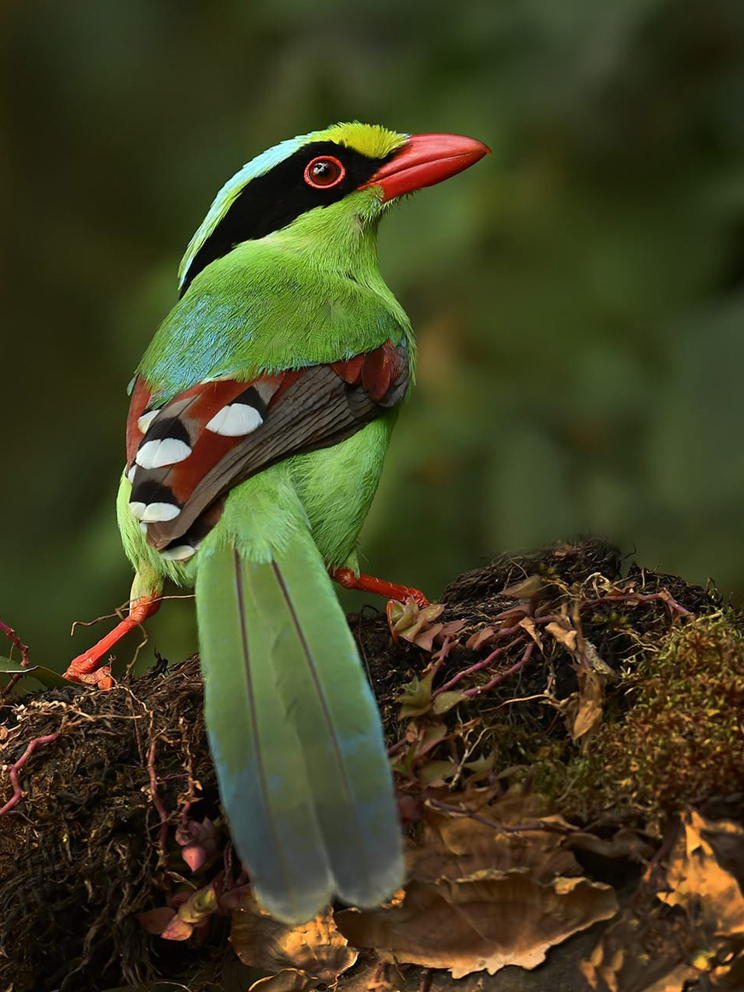 bird-10