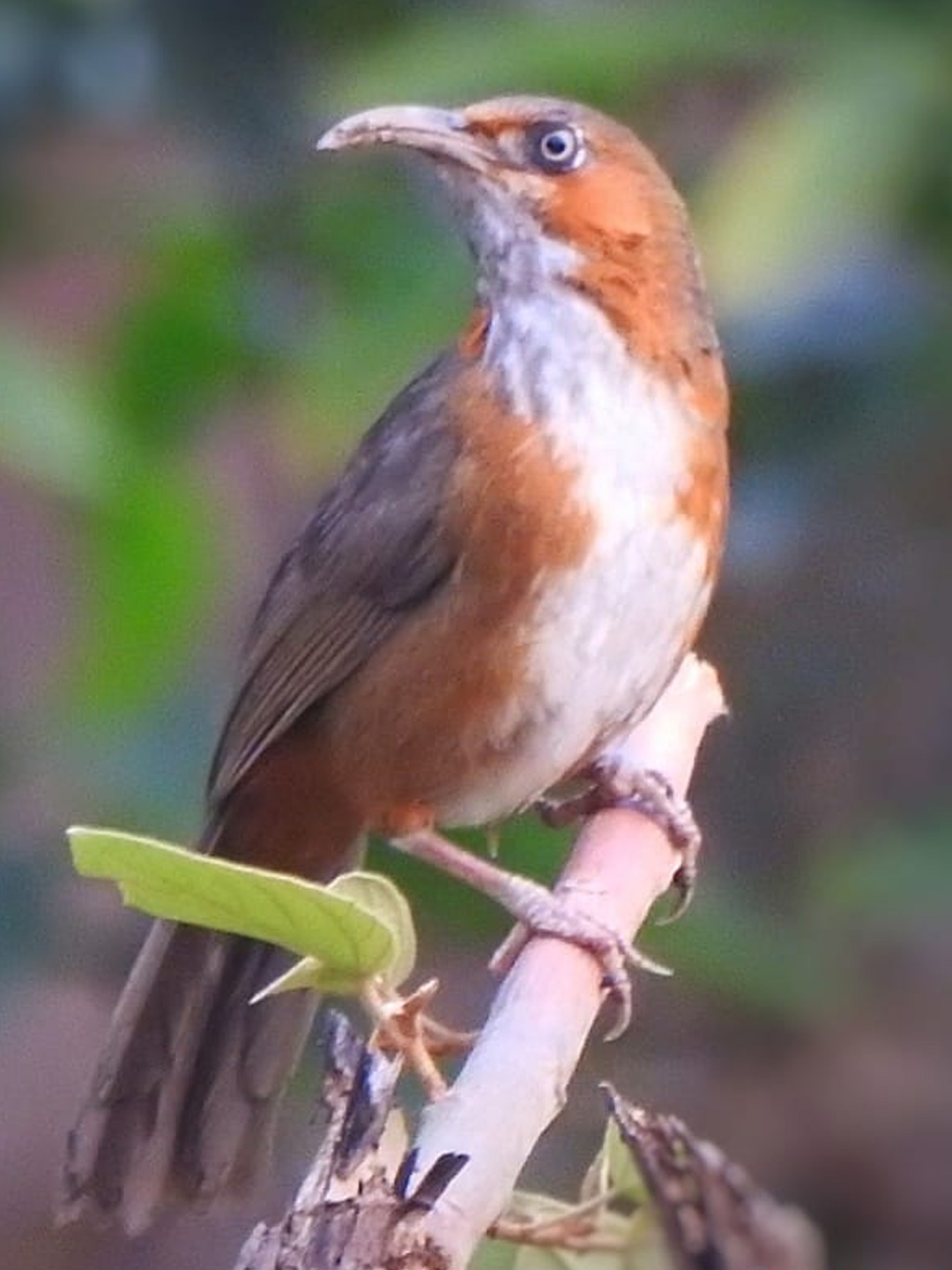 bird-11