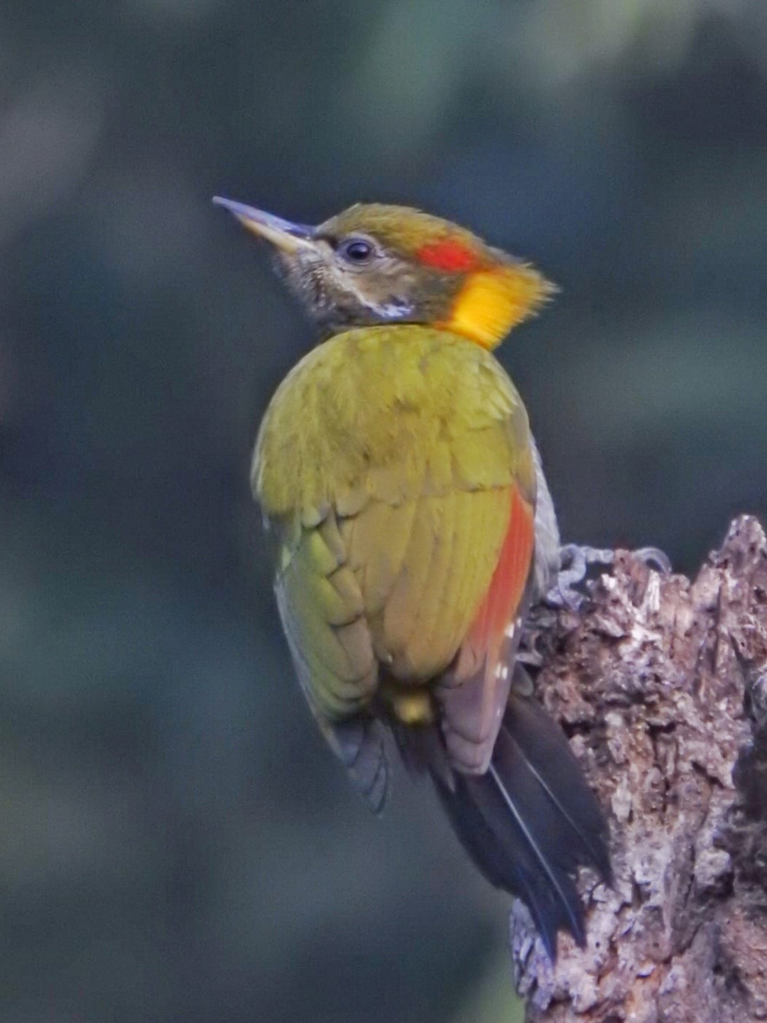 bird-12