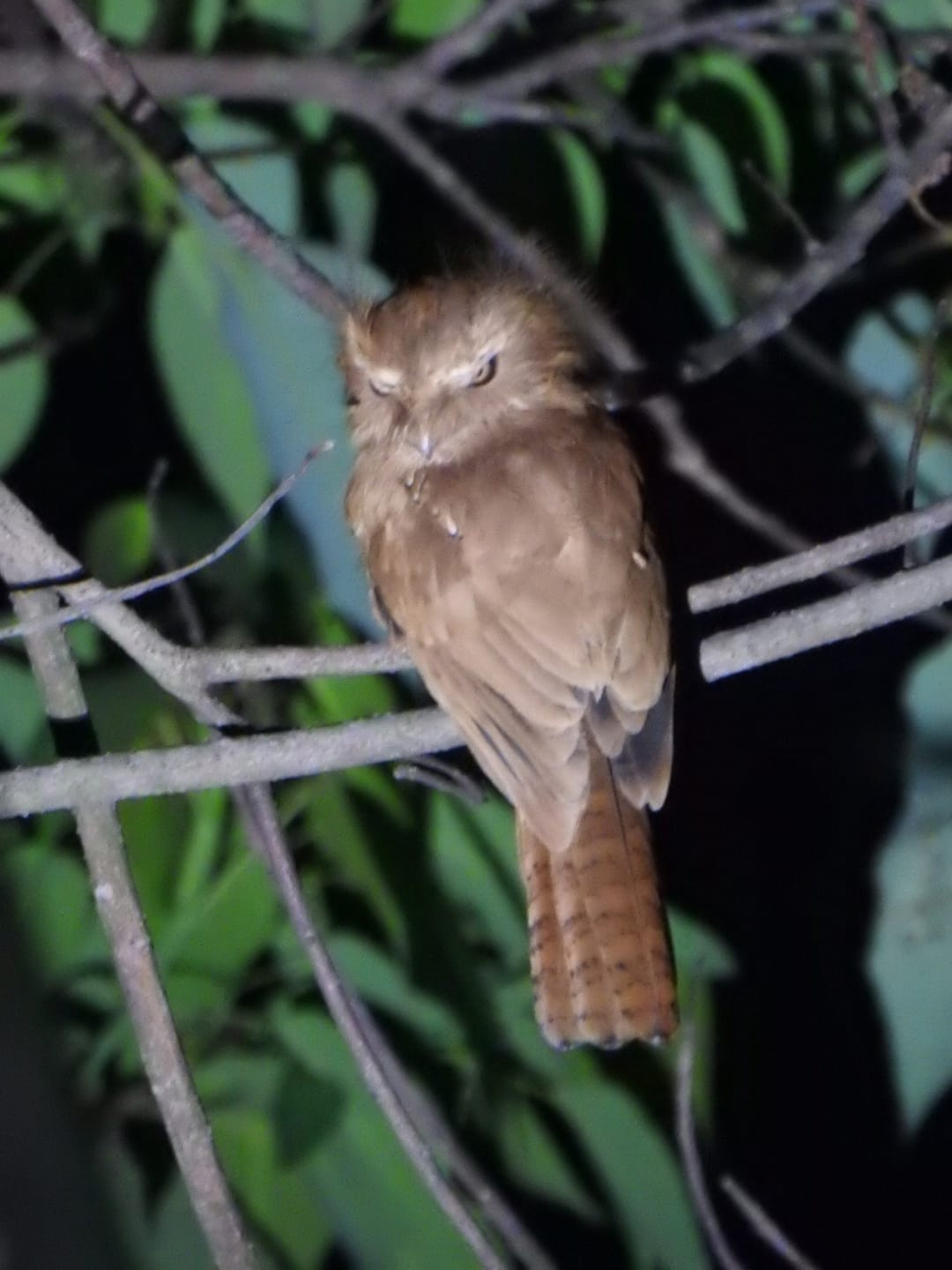 bird-2