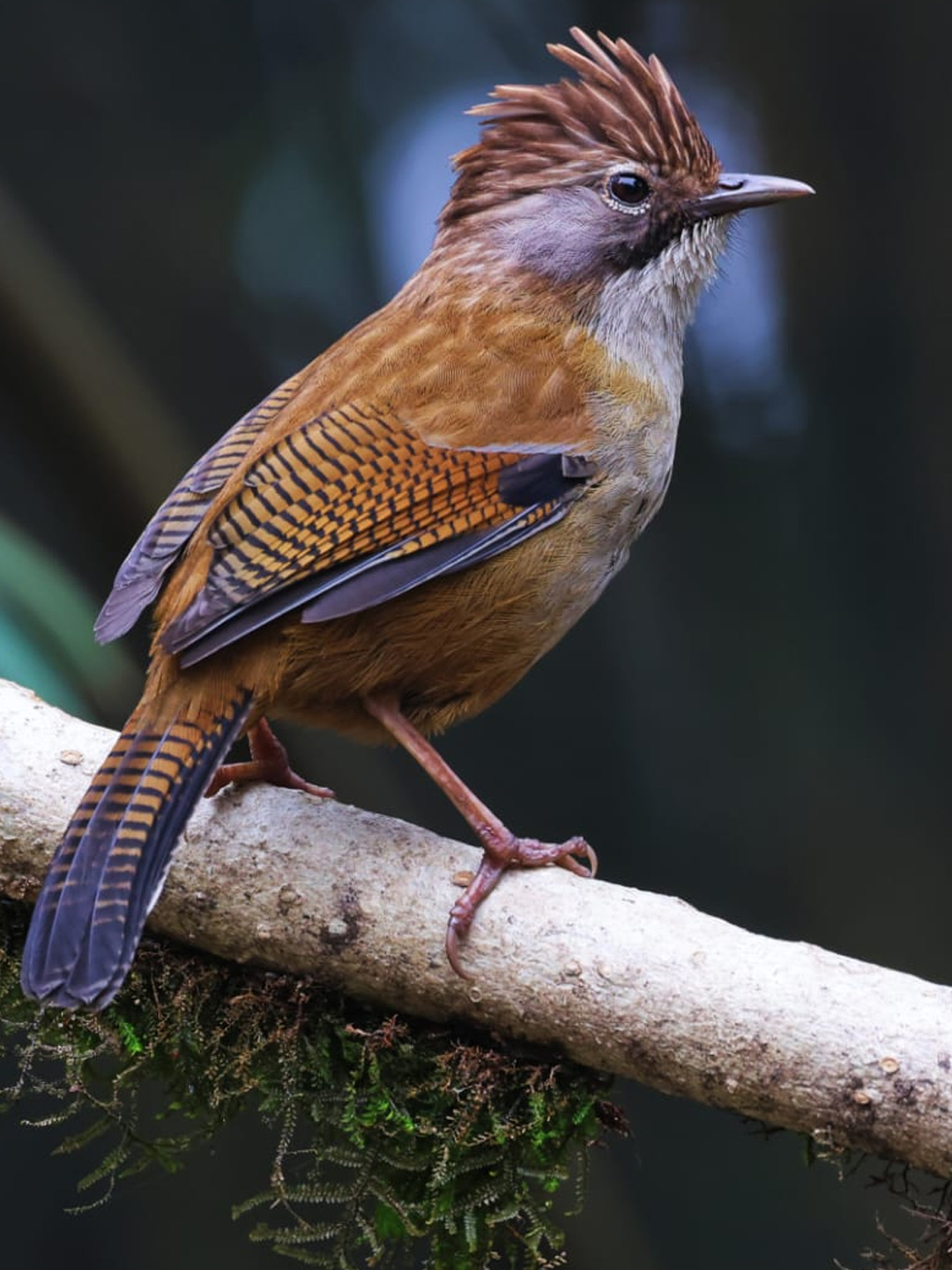 bird-4