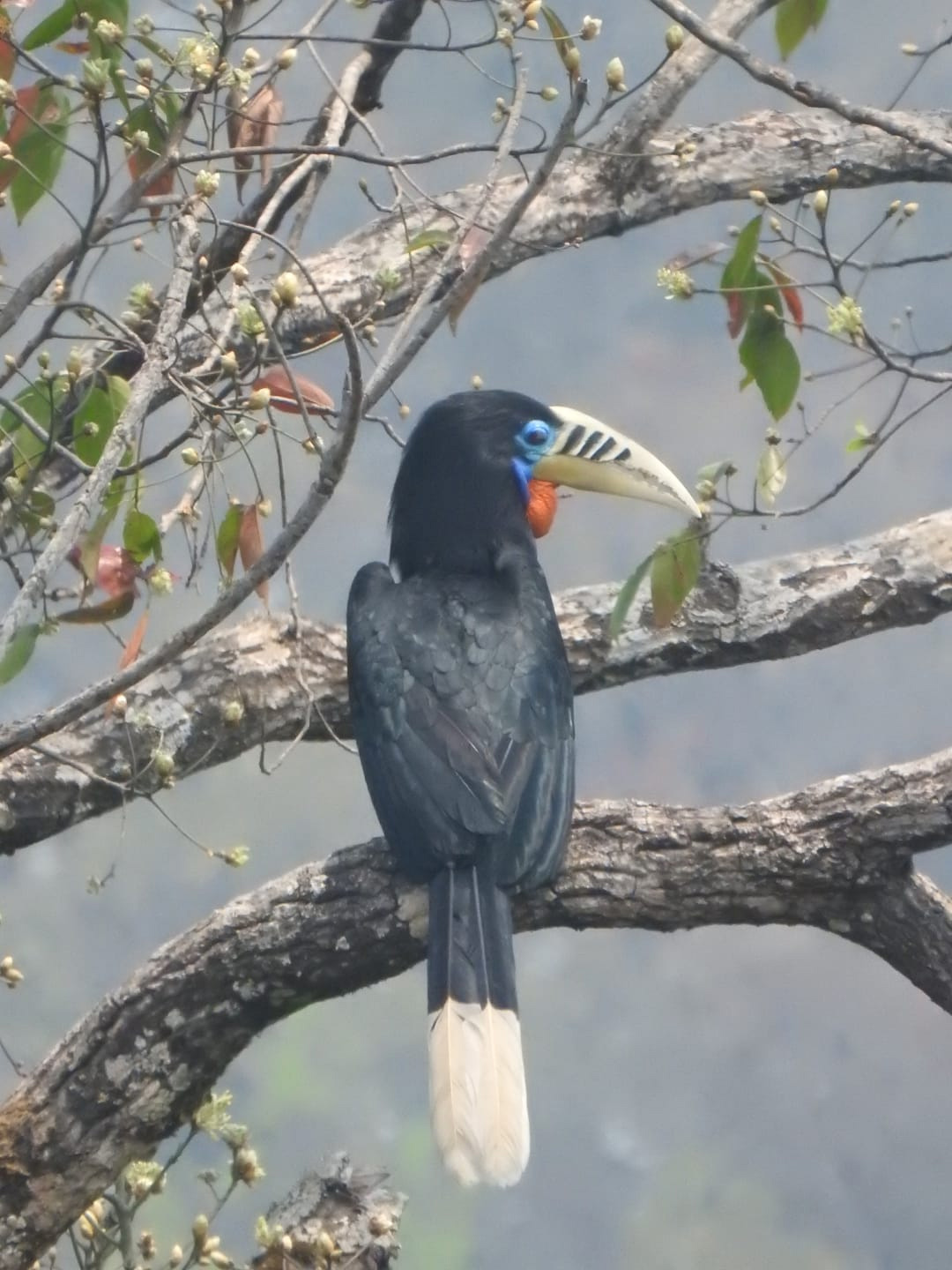 bird-5