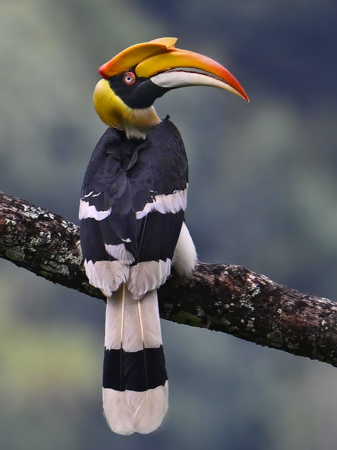 bird-6