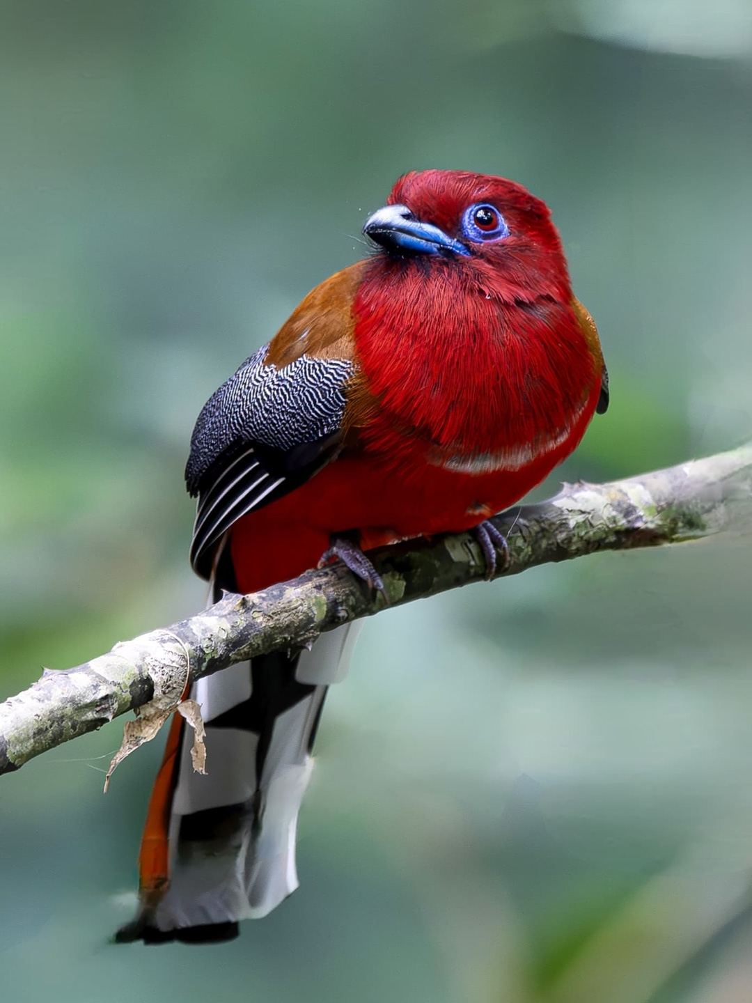 bird-7