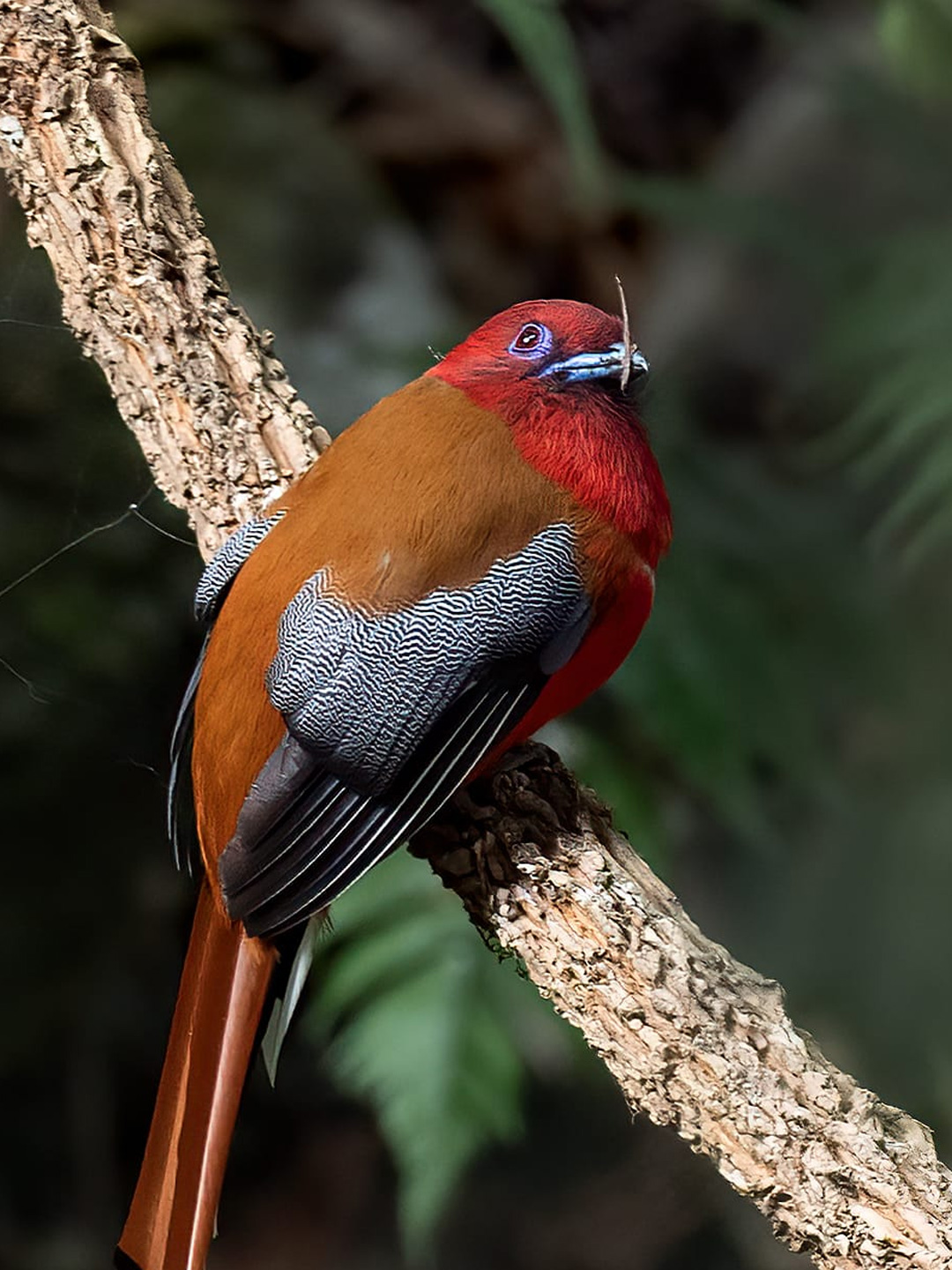 bird-8